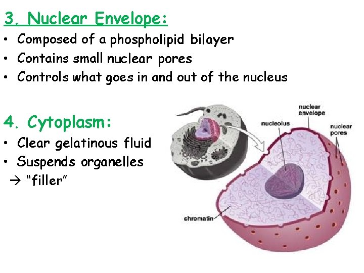 3. Nuclear Envelope: • Composed of a phospholipid bilayer • Contains small nuclear pores