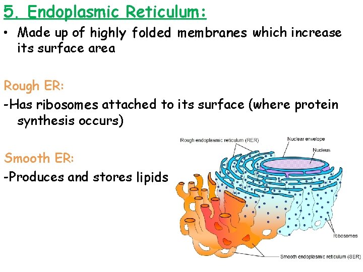 5. Endoplasmic Reticulum: • Made up of highly folded membranes which increase its surface