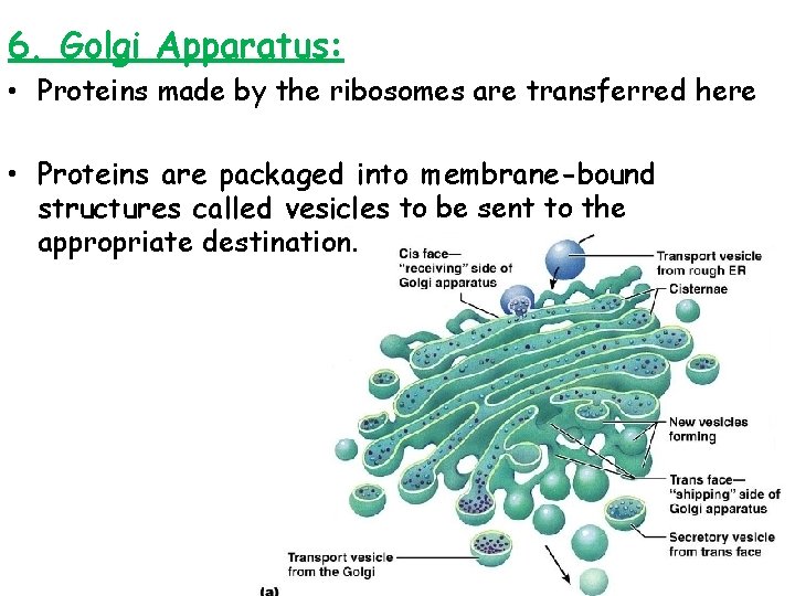 6. Golgi Apparatus: • Proteins made by the ribosomes are transferred here • Proteins