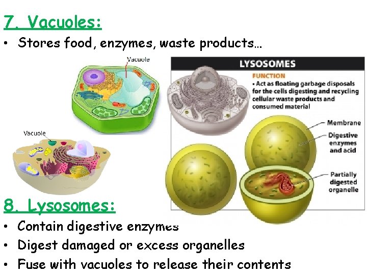 7. Vacuoles: • Stores food, enzymes, waste products… 8. Lysosomes: • Contain digestive enzymes