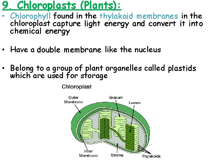 9. Chloroplasts (Plants): • Chlorophyll found in the thylakoid membranes in the chloroplast capture