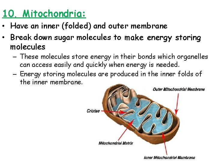 10. Mitochondria: • Have an inner (folded) and outer membrane • Break down sugar