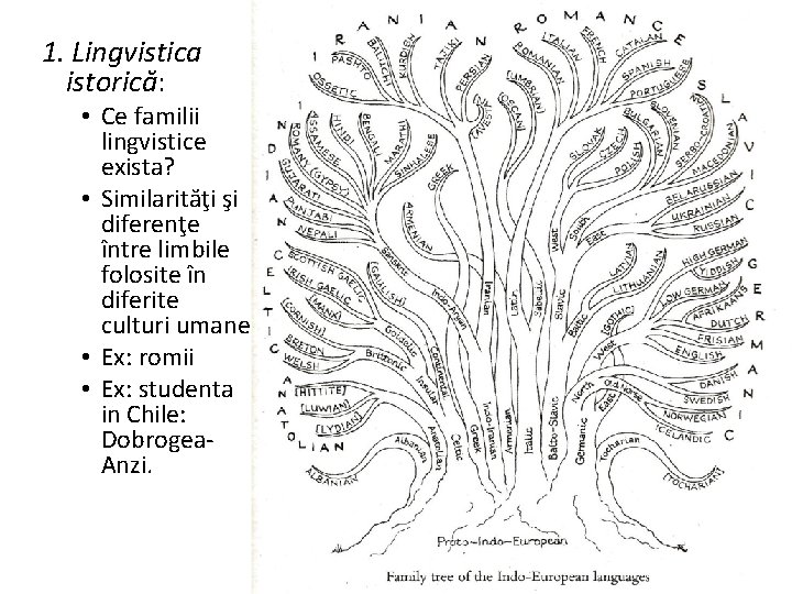 1. Lingvistica istorică: • Ce familii lingvistice exista? • Similarităţi şi diferenţe între limbile