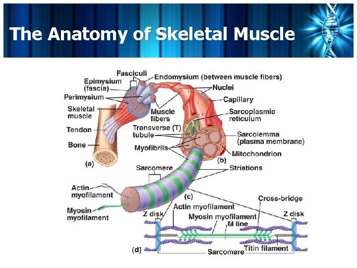 The Anatomy of Skeletal Muscle 