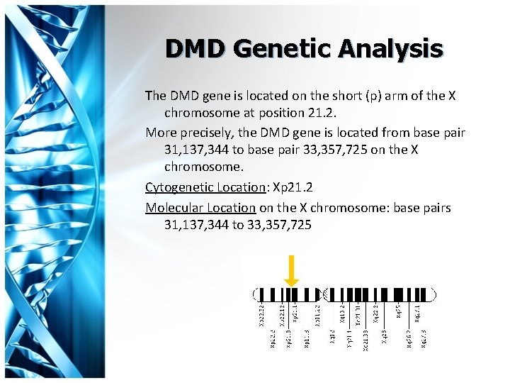 DMD Genetic Analysis The DMD gene is located on the short (p) arm of