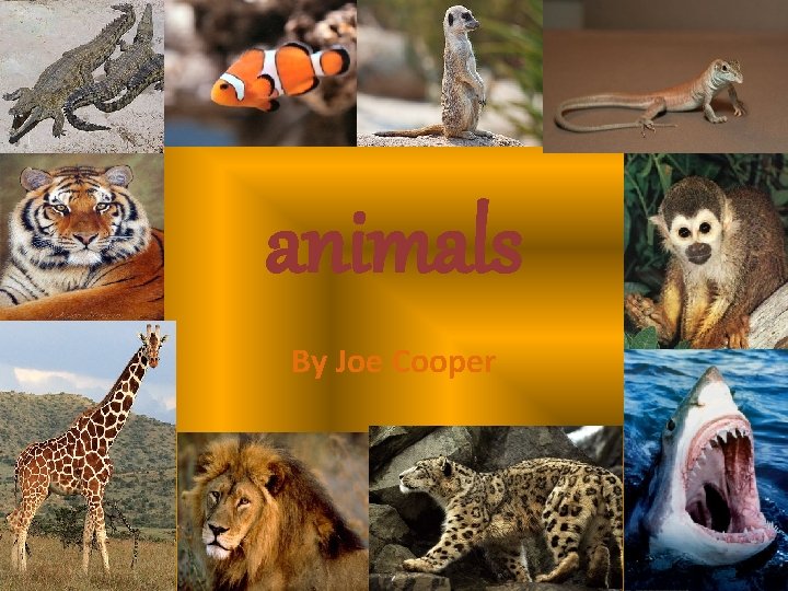 animals By Joe Cooper 