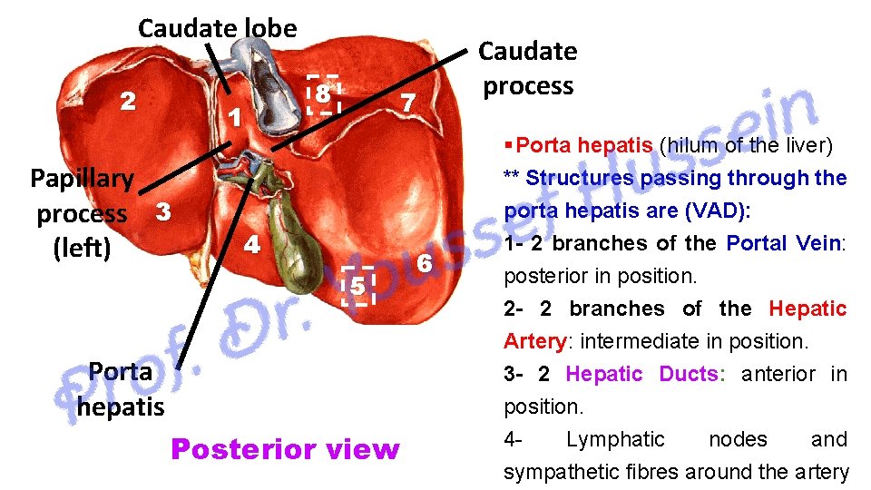 Caudate lobe 2 1 Papillary process 3 (left) 8 7 4 5 Porta hepatis