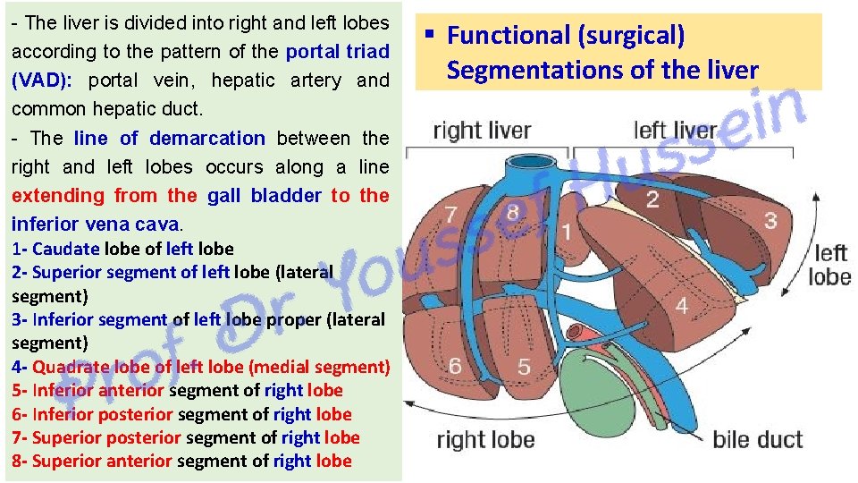 - The liver is divided into right and left lobes according to the pattern