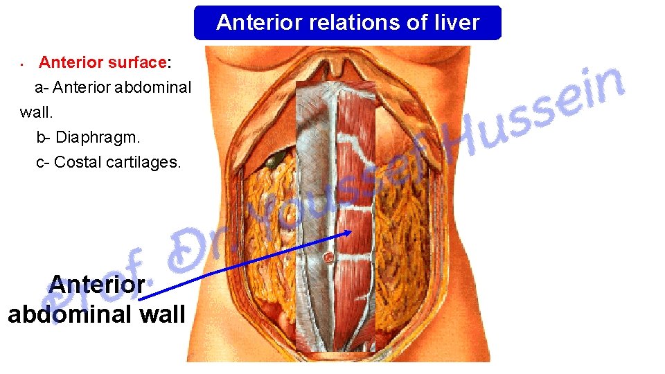 Anterior relations of liver Anterior surface: a- Anterior abdominal wall. b- Diaphragm. c- Costal