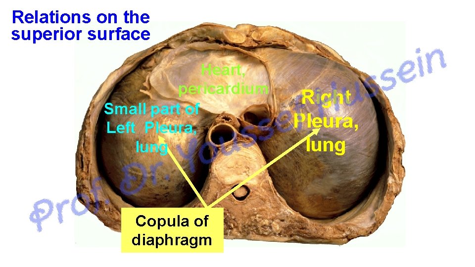 Relations on the superior surface Heart, pericardium Small part of Left Pleura, lung Copula