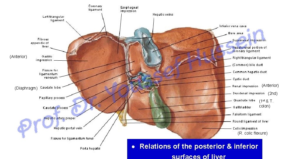 (Anterior) (Diaphragm) (2 nd) (1 st & T. colon) (R. colic flexure) Relations of