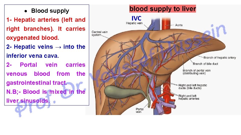  Blood supply 1 - Hepatic arteries (left and right branches). It carries oxygenated