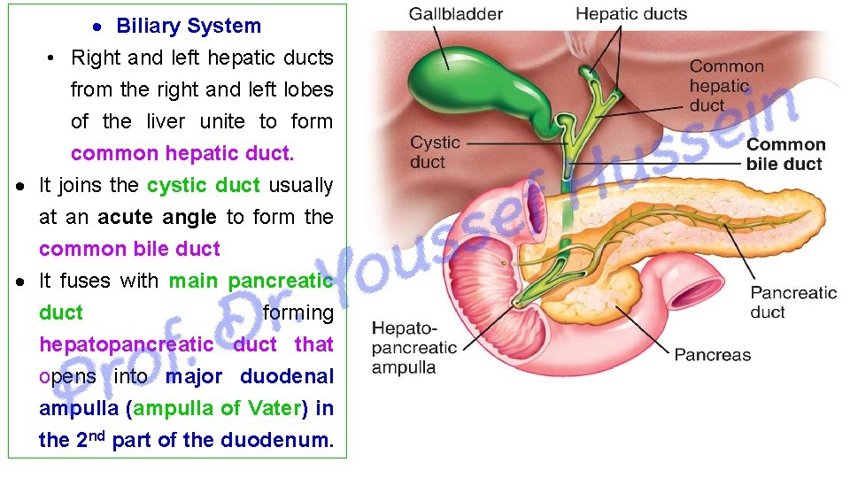  Biliary System • Right and left hepatic ducts from the right and left