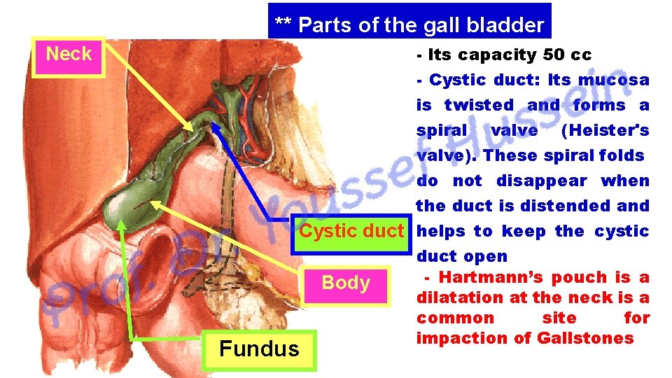 ** Parts of the gall bladder Neck - Its capacity 50 cc - Cystic