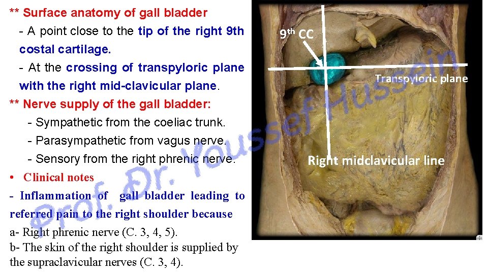 ** Surface anatomy of gall bladder - A point close to the tip of