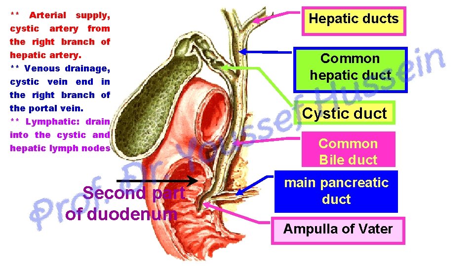 ** Arterial supply, cystic artery from the right branch of hepatic artery. ** Venous