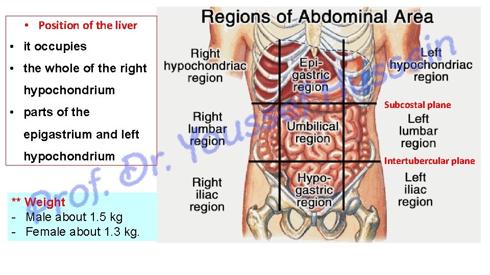  • Position of the liver • it occupies • the whole of the