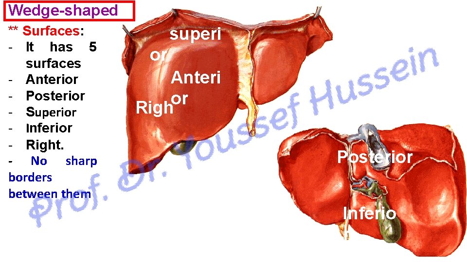 Wedge-shaped ** Surfaces: - It has 5 surfaces - Anterior - Posterior - Superior