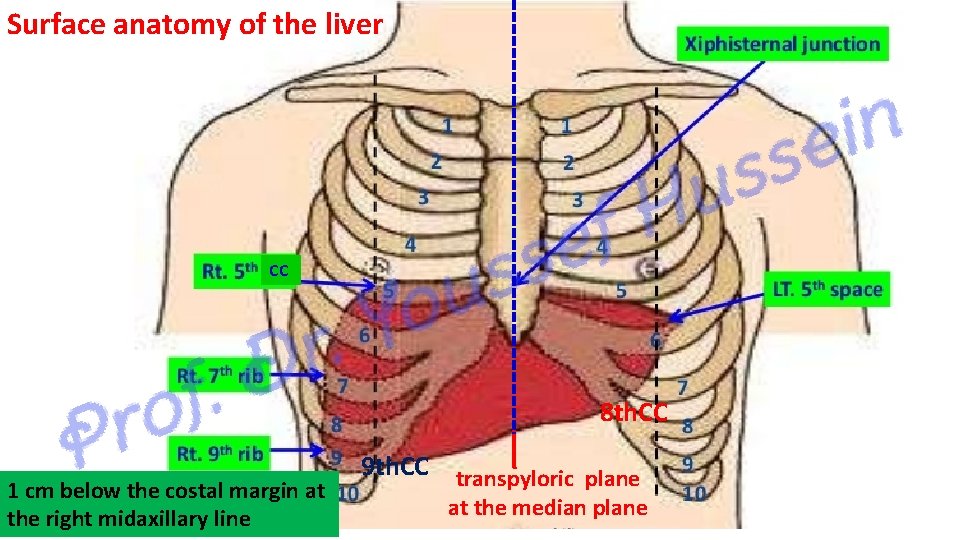 Surface anatomy of the liver CC 8 th. CC 1 cm below the costal