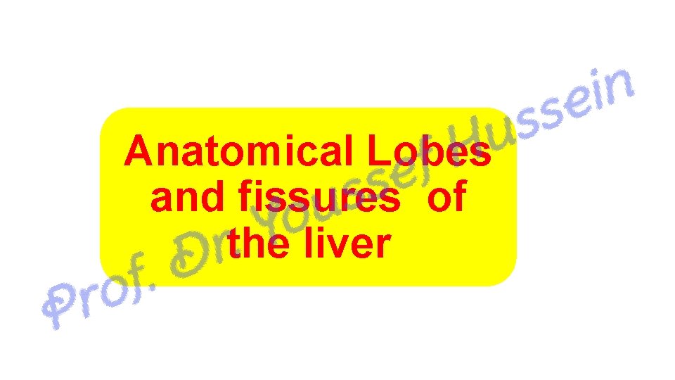 Anatomical Lobes and fissures of the liver 