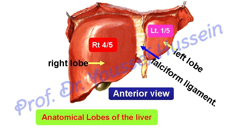 Lt. 1/5 Rt 4/5 right lobe lef tl fa lci f or Anterior view