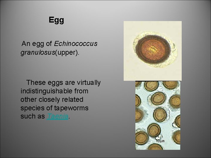 Egg An egg of Echinococcus granulosus(upper). These eggs are virtually indistinguishable from other closely