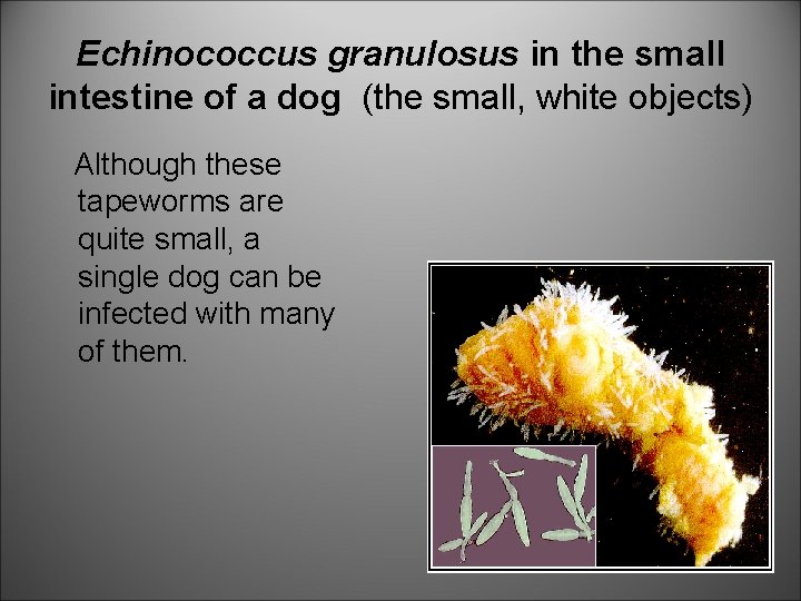 Echinococcus granulosus in the small intestine of a dog (the small, white objects) Although