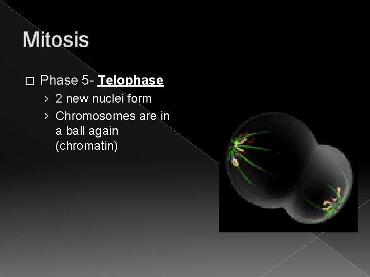 Mitosis � Phase 5 - Telophase › 2 new nuclei form › Chromosomes are Mitosis � Phase 5 - Telophase › 2 new nuclei form › Chromosomes are