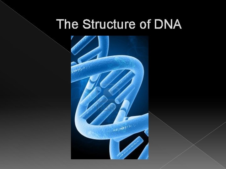 The Structure of DNA The Structure of DNA