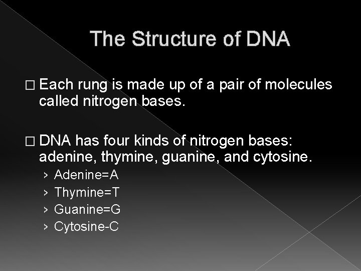 The Structure of DNA � Each rung is made up of a pair of The Structure of DNA � Each rung is made up of a pair of