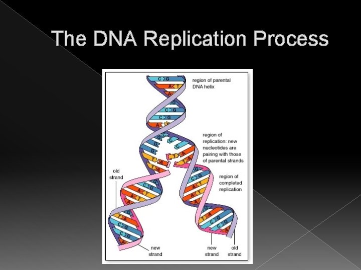 The DNA Replication Process The DNA Replication Process