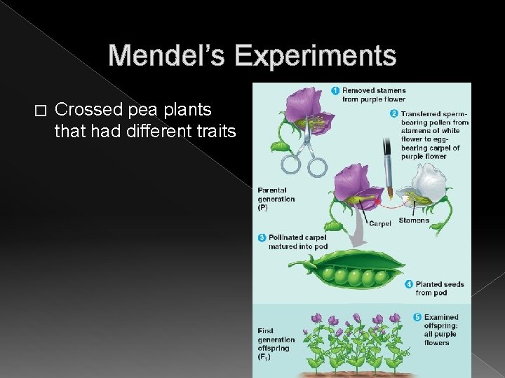 Mendel’s Experiments � Crossed pea plants that had different traits Mendel’s Experiments � Crossed pea plants that had different traits