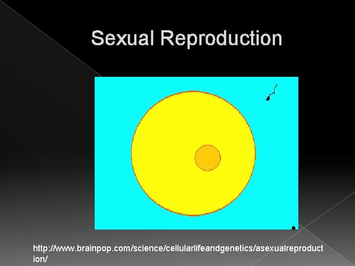 Sexual Reproduction http: //www. brainpop. com/science/cellularlifeandgenetics/asexualreproduct ion/ Sexual Reproduction http: //www. brainpop. com/science/cellularlifeandgenetics/asexualreproduct ion/