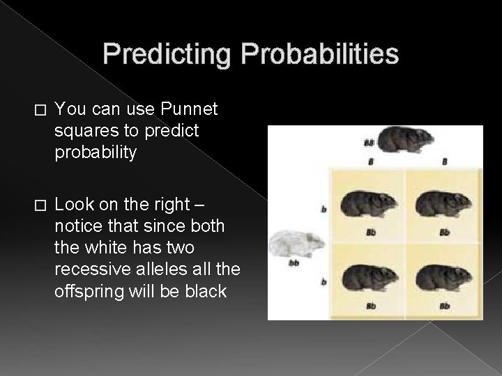 Predicting Probabilities � You can use Punnet squares to predict probability � Look on Predicting Probabilities � You can use Punnet squares to predict probability � Look on