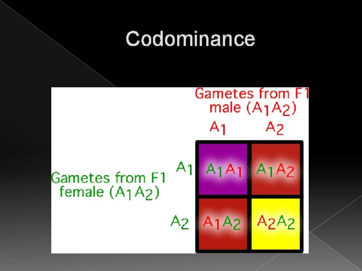 Codominance Codominance
