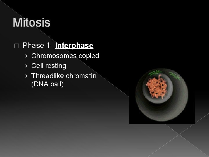 Mitosis � Phase 1 - Interphase › Chromosomes copied › Cell resting › Threadlike Mitosis � Phase 1 - Interphase › Chromosomes copied › Cell resting › Threadlike
