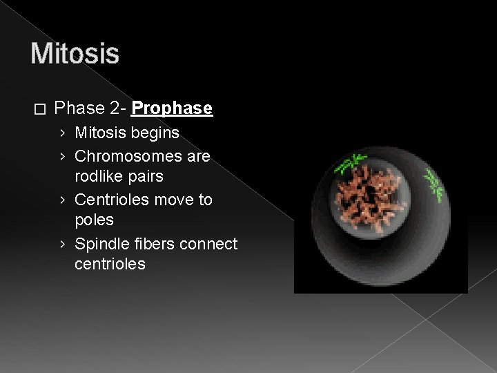 Mitosis � Phase 2 - Prophase › Mitosis begins › Chromosomes are rodlike pairs Mitosis � Phase 2 - Prophase › Mitosis begins › Chromosomes are rodlike pairs
