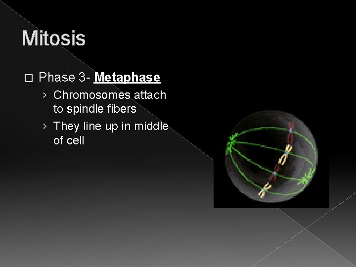 Mitosis � Phase 3 - Metaphase › Chromosomes attach to spindle fibers › They Mitosis � Phase 3 - Metaphase › Chromosomes attach to spindle fibers › They