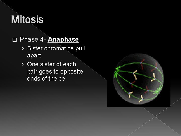 Mitosis � Phase 4 - Anaphase › Sister chromatids pull apart › One sister Mitosis � Phase 4 - Anaphase › Sister chromatids pull apart › One sister
