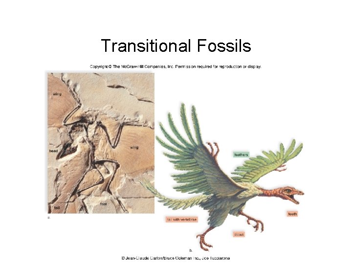 Transitional Fossils 