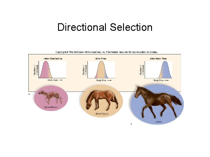 Directional Selection 