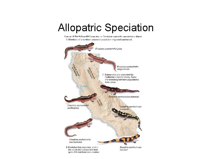 Allopatric Speciation 
