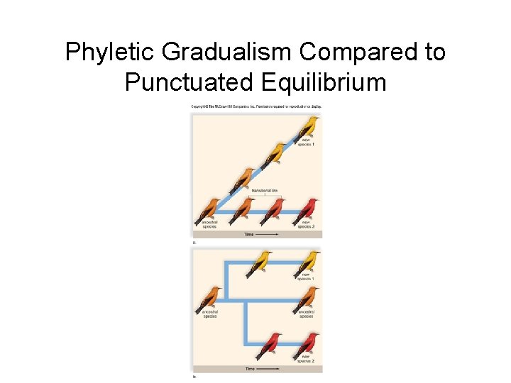 Phyletic Gradualism Compared to Punctuated Equilibrium 