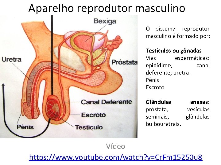 Aparelho reprodutor masculino O sistema reprodutor masculino é formado por: Testículos ou gônadas Vias