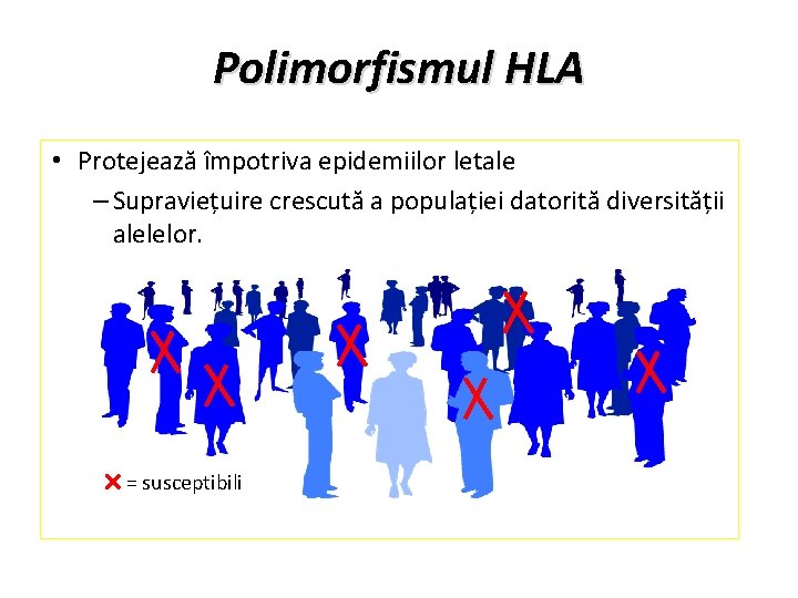 Polimorfismul HLA • Protejează împotriva epidemiilor letale – Supraviețuire crescută a populației datorită diversității