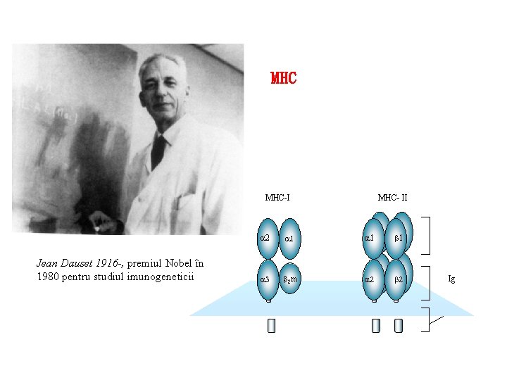 MHC MHC-I Jean Dauset 1916 -, premiul Nobel în 1980 pentru studiul imunogeneticii MHC-