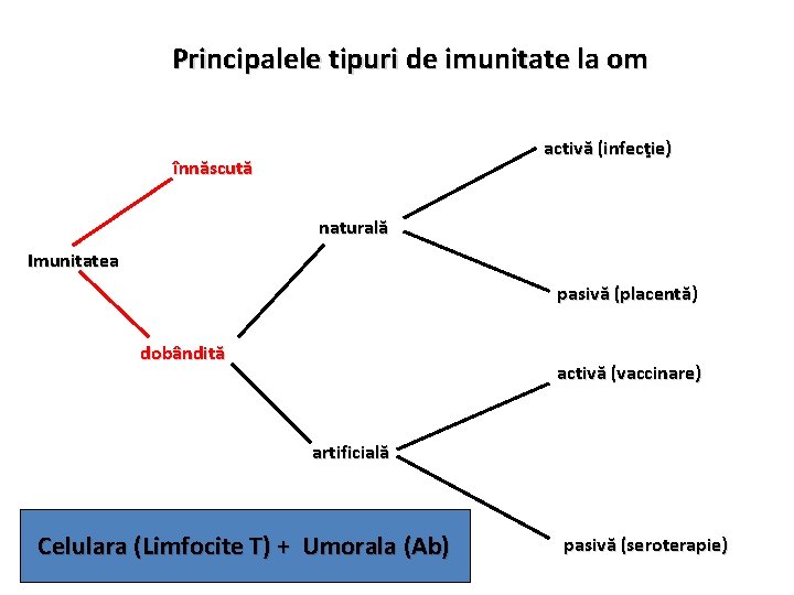 Principalele tipuri de imunitate la om activă (infecţie) înnăscută naturală Imunitatea pasivă (placentă) dobândită