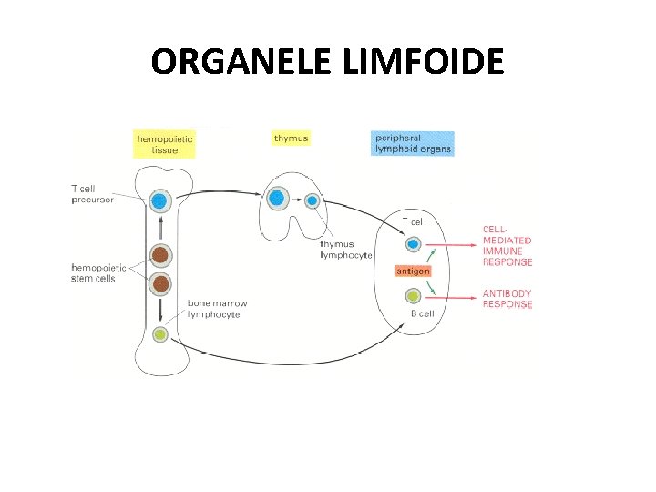 ORGANELE LIMFOIDE 