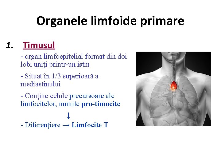 Organele limfoide primare 1. Timusul - organ limfoepitelial format din doi lobi uniţi printr-un