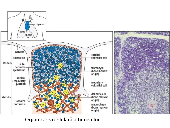 Organizarea celulară a timusului 